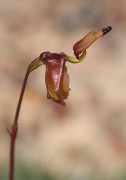 Paracaleana terminalis - Smooth-billed Duck Orchid