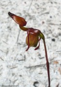 Paracaleana triens - Broad-billed Duck Orchid