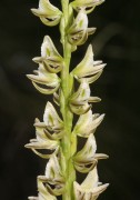 Prasophyllum brownii - Christmas Leek Orchid