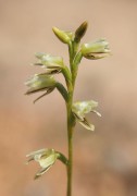 Prasophyllum cyphochilum - Pouched Leek Orchid