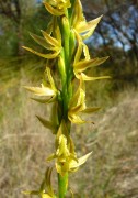 Prasophyllum drummondii - Swamp Leek Orchid