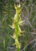Prasophyllum drummondii - Swamp Leek Orchid