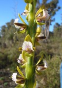 Prasophyllum fimbria - Fringed Leek Orchid