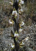 Prasophyllum fimbria - Fringed Leek Orchid