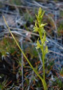 Prasophyllum gracile - Little Laughing Leek Orchid