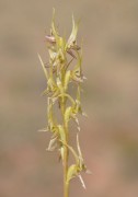 Prasophyllum gracile - Little Laughing Leek Orchid