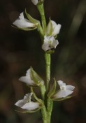 Prasophyllum hians - Yawning Leek Orchid
