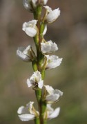 Prasophyllum hians - Yawning Leek Orchid