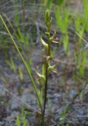 Prasophyllum macrostachyum - Laughing Leek Orchid