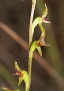 Prasophyllum macrostachyum - Laughing Leek Orchid