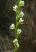 Prasophyllum plumiforme - Dainty Leek Orchid