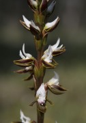 Prasophyllum sargentii - Frilled Leek Orchid