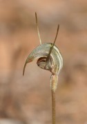 Pterostylis allantoidea - Shy Greenhood