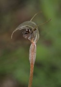 Pterostylis allantoidea - Shy Greenhood