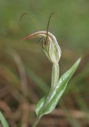 Pterostylis angusta - Narrow-hooded Shell Orchid