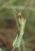 Pterostylis angusta - Narrow-hooded Shell Orchid