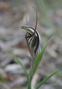 Pterostylis aspera - Brown-veined Shell Orchid