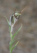 Pterostylis aspera - Brown-veined Shell Orchid
