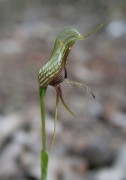 Pterostylis barbata - Bird Orchid