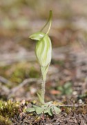 Pterostylis setulosa - Hairy-stemmed Snail Orchid