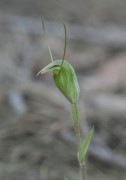 Pterostylis crispula - Slender Snail Orchid