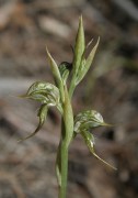 Pterostylis picta - Painted Rufous Greenhood