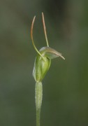 Pterostylis pyramidalis - Tall Snail Orchid