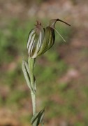 Pterostylis recurva - Jug Orchid
