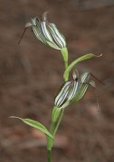 Pterostylis recurva - Jug Orchid