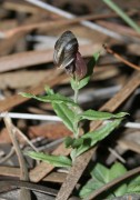 Pterostylis arbuscula - Mallee Banded Greenhood
