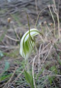 Pterostylis scabra - Green-veined Shell Orchid