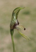 Pterostylis galgula - Dwarf Bird Orchid