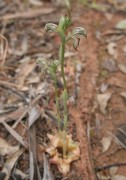 Pterostylis spathulata - Spoon-lipped Rufous Greenhood