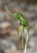 Pterostylis turfosa - Bearded Bird Orchid
