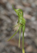 Pterostylis turfosa - Bearded Bird Orchid