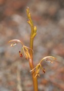 Spiculaea ciliata - Elbow Orchid