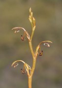 Spiculaea ciliata - Elbow Orchid