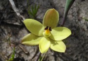 Thelymitra antennifera - Lemon Scented Sun Orchid