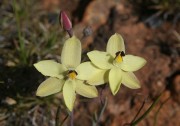 Thelymitra antennifera - Lemon Scented Sun Orchid