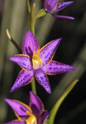 Thelymitra apiculata - Cleopatra's Needles