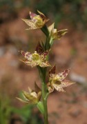Thelymitra benthamiana - Leopard Orchid