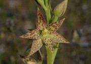 Thelymitra benthamiana - Leopard Orchid