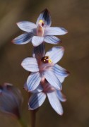 Thelymitra canaliculata - Blue Sun Orchid
