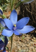 Thelymitra crinita - Blue Lady