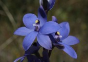 Thelymitra crinita x macrophylla - Blue Scented Hybrid
