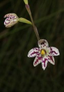 Thelymitra cucullata - Swamp Orchid