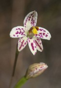 Thelymitra cucullata - Swamp Orchid