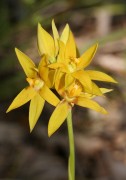 Thelymitra dedmaniarum - Cinnamon Sun Orchid