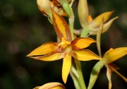 Thelymitra dedmaniarum - Cinnamon Sun Orchid