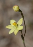 Thelymitra flexuosa - Twisted Sun Orchid